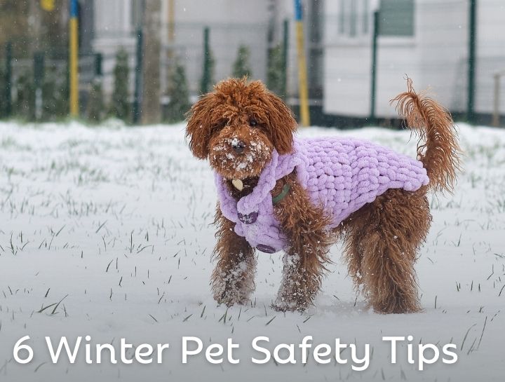 6 Winter Weather Tips for Pet Owners