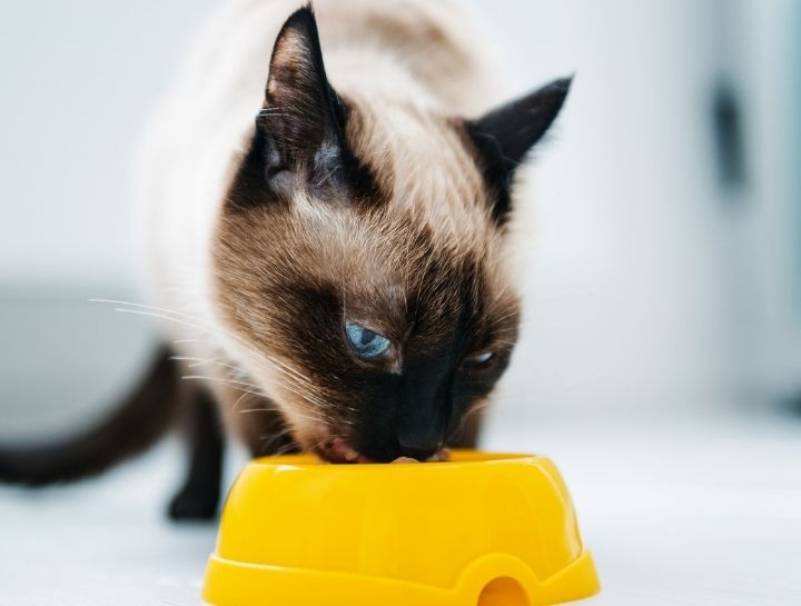 Cat eating from dish